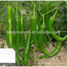 P28 Lvjian no.12 mid-early maturity hybrid green pepper seeds